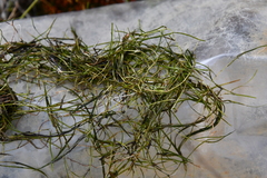 Potamogeton sibiricus