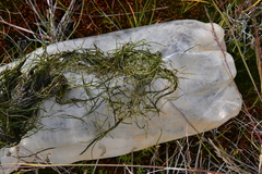 Potamogeton sibiricus