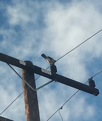 Accipiter cooperii
