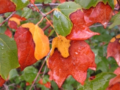 Acer obtusifolium