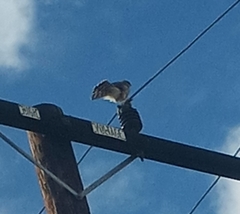 Accipiter cooperii
