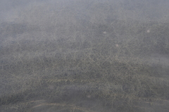 Potamogeton sibiricus