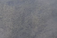 Potamogeton sibiricus