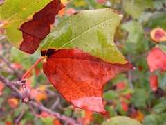 Acer obtusifolium
