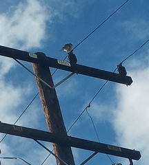 Accipiter cooperii
