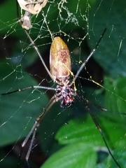 Nephila cornuta