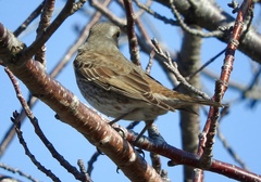 Turdus eunomus × naumanni