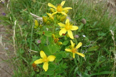 Hypericum maculatum maculatum