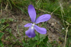 Viola cornuta