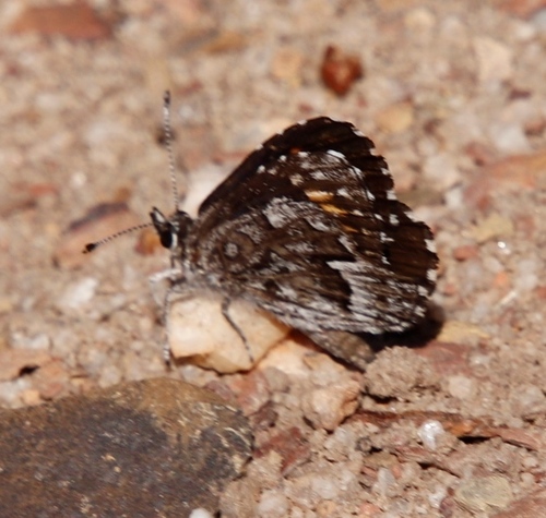 Boland Rocksitter