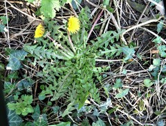 Taraxacum sellandii
