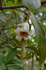 Rothmannia engleriana