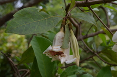 Rothmannia engleriana