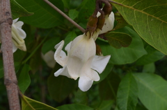 Rothmannia engleriana