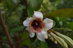 Rothmannia engleriana