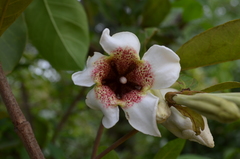 Rothmannia engleriana