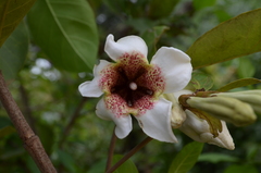 Rothmannia engleriana