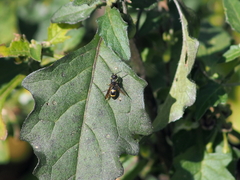 Stenodynerus chevrieranus