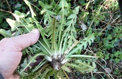 Taraxacum sellandii