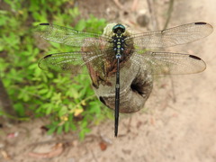 Orthetrum africanum