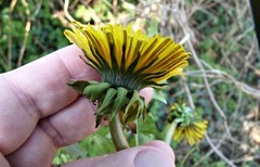 Taraxacum sellandii