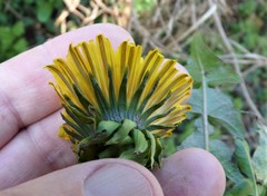Taraxacum sellandii