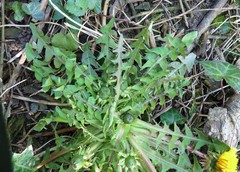 Taraxacum sellandii