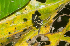 Mechanitis menapis mantineus