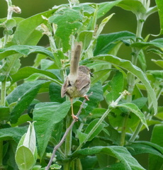 Prinia maculosa exultans