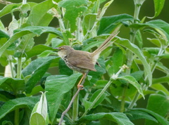 Prinia maculosa exultans