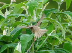 Prinia maculosa exultans