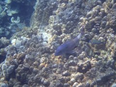 Parupeneus insularis