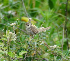 Prinia maculosa exultans
