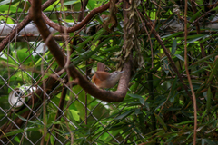 Cantorchilus modestus