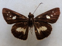 Vettius triangularis