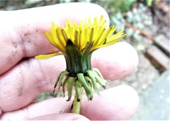 Taraxacum stenacrum