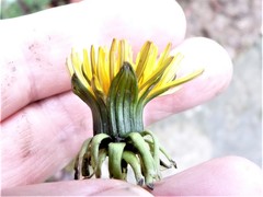 Taraxacum stenacrum