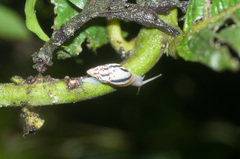 Drymaeus aequatorianus