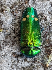 Conognatha pretiosissima