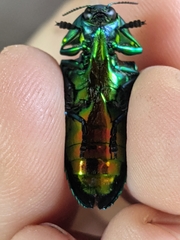 Conognatha pretiosissima