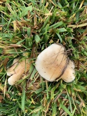 Agaricomycetes