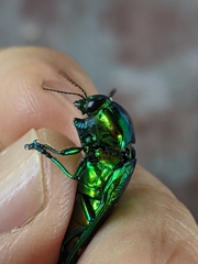 Conognatha pretiosissima