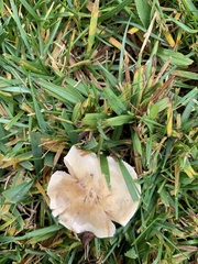 Agaricomycetes