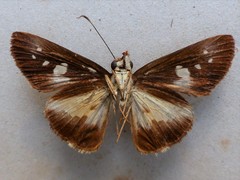 Vettius triangularis
