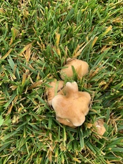 Agaricomycetes
