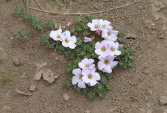 Oxalis adenophylla