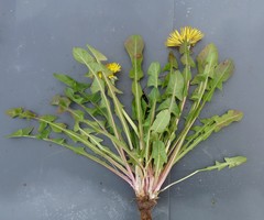Taraxacum stenoglossum