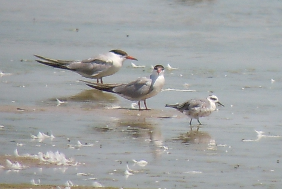 Red Phalarope