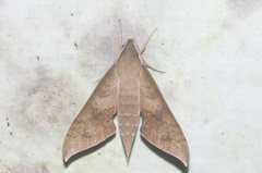 Xylophanes hannemanni