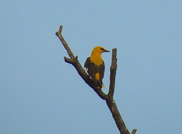 Eurasian Golden Oriole
